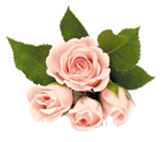 flower of the day Spring Racing Carnival Flowers