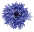 flower of the day Spring Racing Carnival Flowers