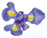 flower of the day Spring Racing Carnival Flowers