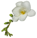flower of the day Spring Racing Carnival Flowers