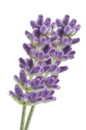 flower of the day Spring Racing Carnival Flowers