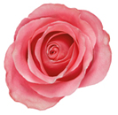 flower of the day Spring Racing Carnival Flowers