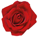 flower of the day Spring Racing Carnival Flowers