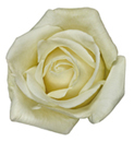 flower of the day Spring Racing Carnival Flowers