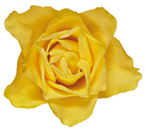flower of the day Spring Racing Carnival Flowers